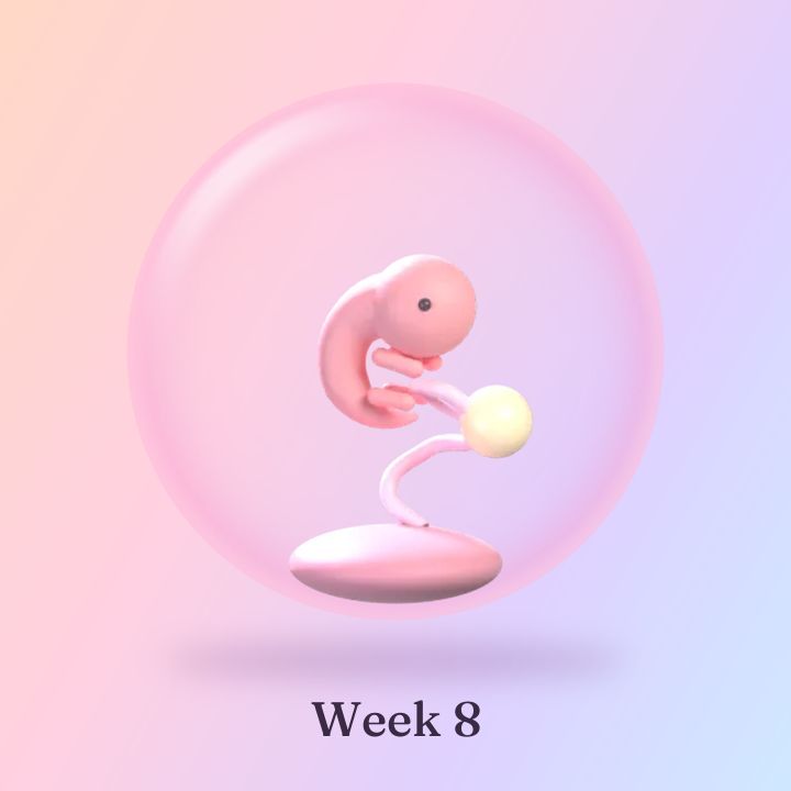 Tiny Orchard's 3D illustration for week 8: a tiny baby curled up inside a soft pink sac.