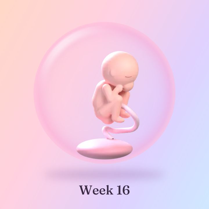 Tiny Orchard's 3D illustration for week 16: the baby curled up, thumb near the mouth, inside a soft pink sac.